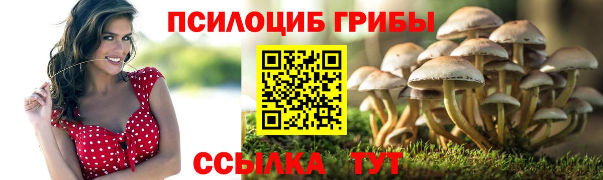 Галлюциногенные грибы Psilocybe Осинники